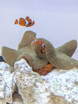 アクアワールド茨城県大洗水族館に投稿された画像（2024/7/14）