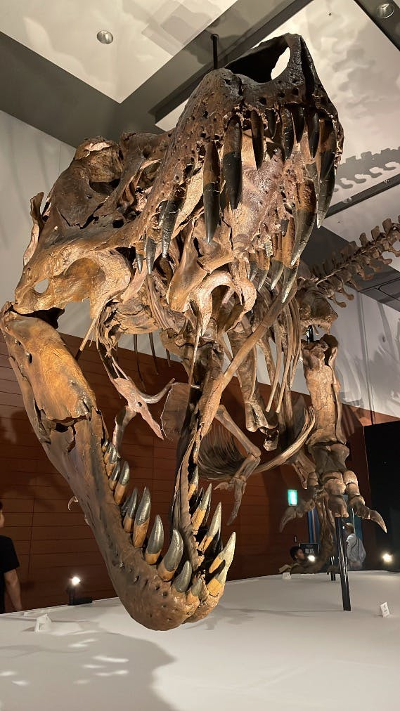 DinoScience 恐竜科学博 ～ララミディア大陸の恐竜物語～ 2024
