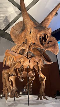 DinoScience 恐竜科学博 ～ララミディア大陸の恐竜物語～ 2024@OSAKAに投稿された画像（2024/7/14）