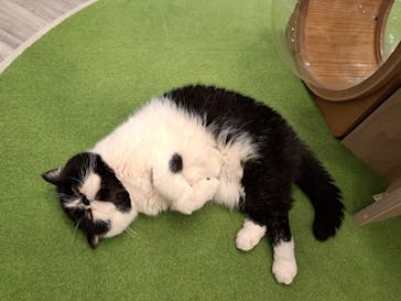 猫カフェモカ　アルシェ大宮店に投稿された画像（2024/7/14）