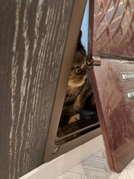 猫カフェモカ　アルシェ大宮店に投稿された画像（2024/7/14）