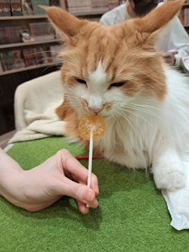 猫カフェモカ　アルシェ大宮店に投稿された画像（2024/7/14）