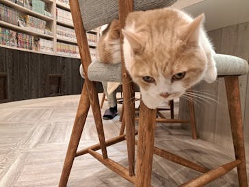 猫カフェモカ　アルシェ大宮店に投稿された画像（2024/7/14）