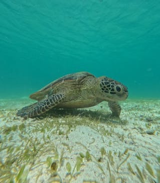 nico 宮古島に投稿された画像（2024/7/14）