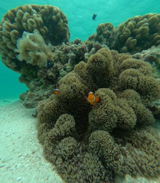 nico 宮古島に投稿された画像（2024/7/14）