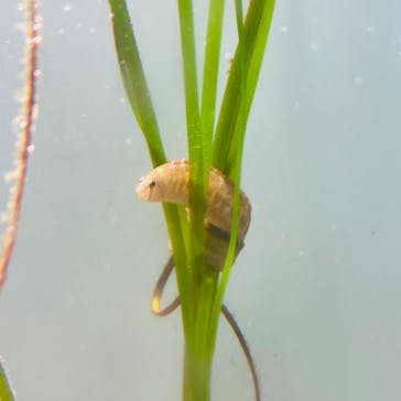 仙台うみの杜水族館に投稿された画像（2024/7/14）