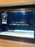横浜開運水族館 フォーチュンアクアリウムに投稿された画像（2024/7/14）