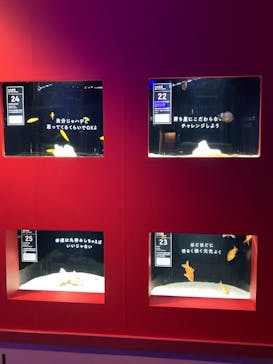 横浜開運水族館 フォーチュンアクアリウムに投稿された画像（2024/7/14）