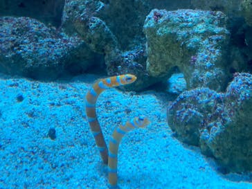 マクセル アクアパーク品川に投稿された画像（2024/7/14）