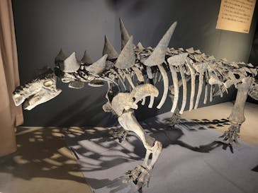 福井県立恐竜博物館に投稿された画像（2024/7/14）