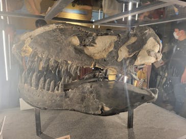 福井県立恐竜博物館に投稿された画像（2024/7/14）