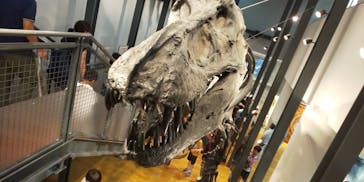 福井県立恐竜博物館に投稿された画像（2024/7/14）