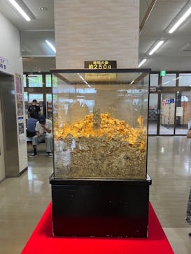 土肥金山に投稿された画像（2024/7/14）