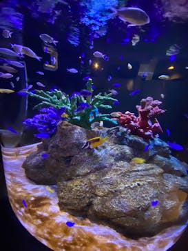 サホロリゾート　ベア･マウンテンに投稿された画像（2024/7/14）