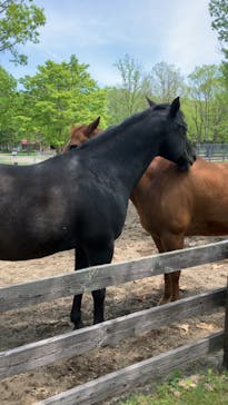 ノーザンホースパークに投稿された画像（2024/7/14）