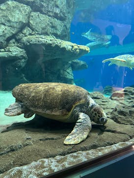 名古屋港水族館に投稿された画像（2024/7/14）