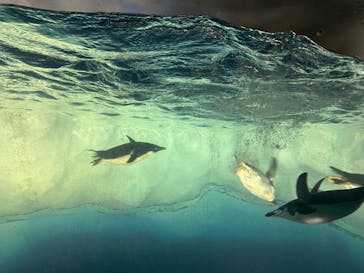 名古屋港水族館に投稿された画像（2024/7/14）
