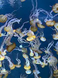 新江ノ島水族館に投稿された画像（2024/7/15）