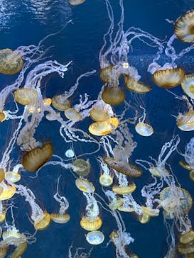 新江ノ島水族館に投稿された画像（2024/7/14）