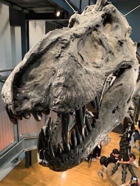 福井県立恐竜博物館に投稿された画像（2024/7/14）