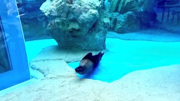 京都水族館に投稿された画像（2024/7/14）