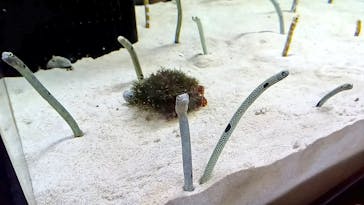 京都水族館に投稿された画像（2024/7/14）