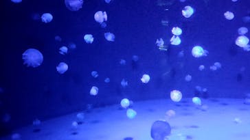 京都水族館に投稿された画像（2024/7/14）