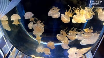 京都水族館に投稿された画像（2024/7/14）