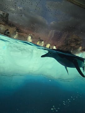 名古屋港水族館に投稿された画像（2024/7/15）