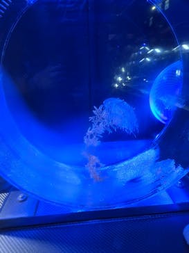 名古屋港水族館に投稿された画像（2024/7/15）