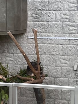 淡路ファームパーク イングランドの丘に投稿された画像（2024/7/15）