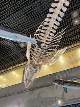 国立科学博物館に投稿された画像（2024/7/15）