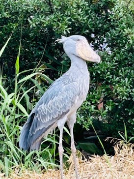 神戸どうぶつ王国に投稿された画像（2024/7/15）