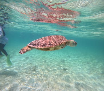 nico 宮古島に投稿された画像（2024/7/15）