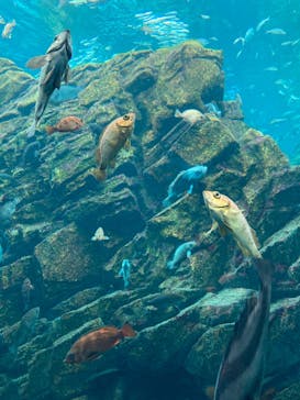 上越市立水族博物館 うみがたりに投稿された画像（2024/7/15）