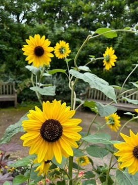 横浜イングリッシュガーデンに投稿された画像（2024/7/15）