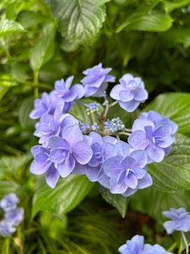 横浜イングリッシュガーデンに投稿された画像（2024/7/15）