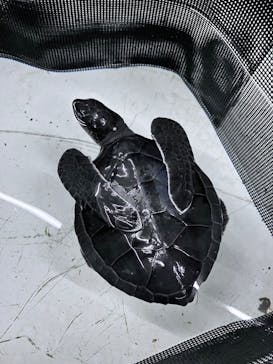 南知多ビーチランド＆南知多おもちゃ王国に投稿された画像（2024/7/15）