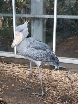 神戸どうぶつ王国に投稿された画像（2024/7/15）