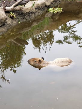 神戸どうぶつ王国に投稿された画像（2024/7/15）