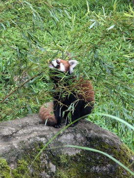 多摩動物公園に投稿された画像（2024/7/15）