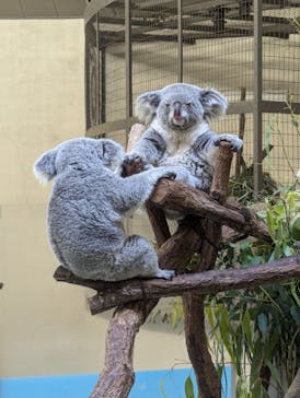 多摩動物公園に投稿された画像（2024/7/15）