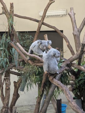 多摩動物公園に投稿された画像（2024/7/15）