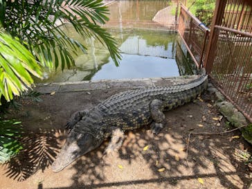 熱川バナナワニ園に投稿された画像（2024/7/15）