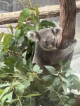 淡路ファームパーク イングランドの丘に投稿された画像（2024/7/15）