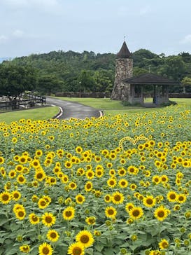 淡路ファームパーク イングランドの丘に投稿された画像（2024/7/15）