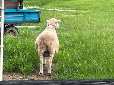 淡路ファームパーク イングランドの丘に投稿された画像（2024/7/15）