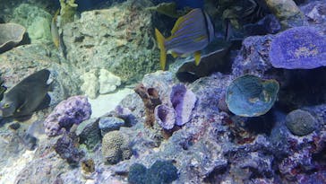 サンシャイン水族館に投稿された画像（2024/7/15）