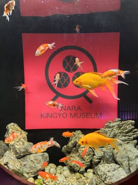 NARA KINGYO MUSEUMに投稿された画像（2024/7/15）