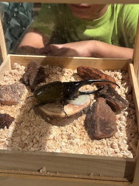 体感するファーブル昆虫展in横浜赤レンガ倉庫に投稿された画像（2024/7/15）